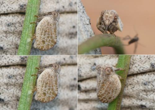 Réf. 224 740 : Hysteropterum dolichotum